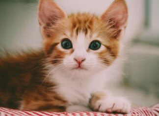 Ginger Zee: Life Story, Career Highlights, and Full Biography Ginger Zee: Life Story, Career Highlights, and Full Biography