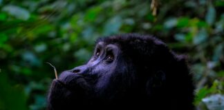 GloRilla: Life Story, Career Highlights, and Full Biography