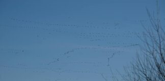 Hailey Davis Social Media Buzz: Who Is She And Why’s She Trending?