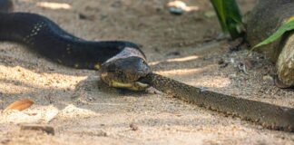 Hannah Gadsby: Life Story, Career Highlights, and Full Biography