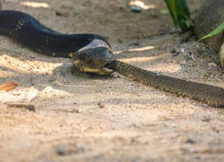 Hannah Gadsby: Life Story, Career Highlights, and Full Biography Hannah Gadsby: Life Story, Career Highlights, and Full Biography