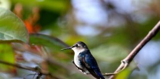 Helena Bonham Carter: Life Story, Career Highlights, and Full Biography