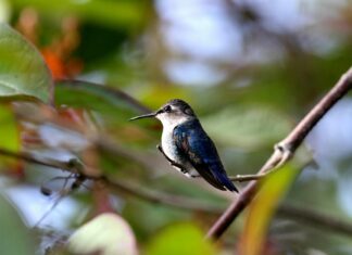 Helena Bonham Carter: Life Story, Career Highlights, and Full Biography Helena Bonham Carter: Life Story, Career Highlights, and Full Biography