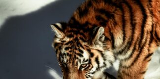 Hunter Schafer Nude Scene Buzz: What’s Real And What’s Rumor