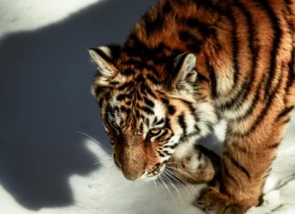 Hunter Schafer Nude Scene Buzz: What’s Real And What’s Rumor Hunter Schafer Nude Scene Buzz: What’s Real And What’s Rumor