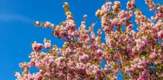 Imelda May: Life Story, Career Highlights, and Full Biography