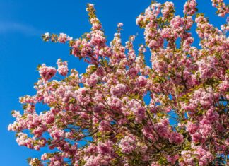 Imelda May: Life Story, Career Highlights, and Full Biography Imelda May: Life Story, Career Highlights, and Full Biography
