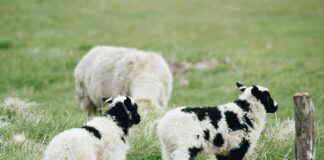 Jacob Tremblay: Life Story, Career Highlights, and Full Biography