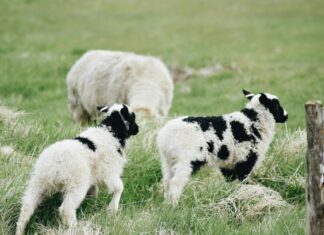 Jacob Tremblay: Life Story, Career Highlights, and Full Biography Jacob Tremblay: Life Story, Career Highlights, and Full Biography