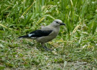 Jay Leno: Life Story, Career Highlights, and Full Biography Jay Leno: Life Story, Career Highlights, and Full Biography