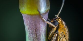 Jeffrey Wright: Life Story, Career Highlights, and Full Biography