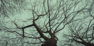 Jennie Kim: Life Story, Career Highlights, and Full Biography