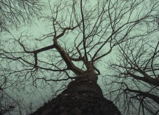 Jennie Kim: Life Story, Career Highlights, and Full Biography Jennie Kim: Life Story, Career Highlights, and Full Biography