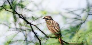 Jennifer Lopez: Life Story, Career Highlights, and Full Biography