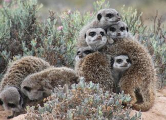 Joe Burrow: Life Story, Career Highlights, and Full Biography Joe Burrow: Life Story, Career Highlights, and Full Biography