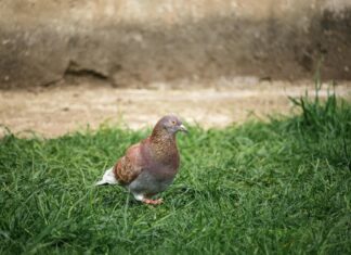 Joel Embiid: Life Story, Career Highlights, and Full Biography Joel Embiid: Life Story, Career Highlights, and Full Biography