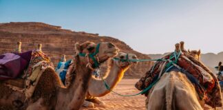 Jordan Klepper: Life Story, Career Highlights, and Full Biography