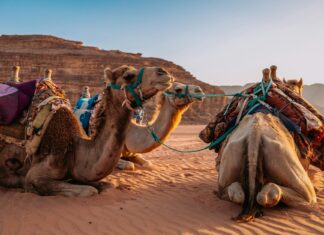 Jordan Klepper: Life Story, Career Highlights, and Full Biography Jordan Klepper: Life Story, Career Highlights, and Full Biography