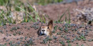 Julia Roberts: Life Story, Career Highlights, and Full Biography