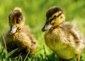 Karamo Brown: Life Story, Career Highlights, and Full Biography Karamo Brown: Life Story, Career Highlights, and Full Biography
