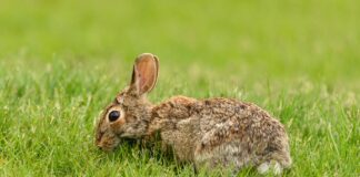 Kevin De Bruyne: Life Story, Career Highlights, and Full Biography Kevin De Bruyne: Life Story, Career Highlights, and Full Biography