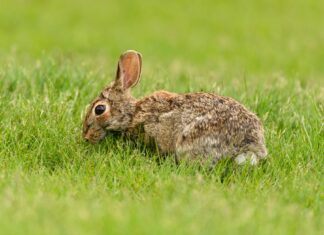 Kevin De Bruyne: Life Story, Career Highlights, and Full Biography Kevin De Bruyne: Life Story, Career Highlights, and Full Biography