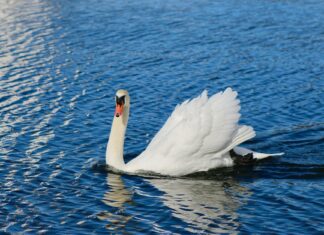 Korin Knife Review: Why Chefs Swear By These Japanese Blades Korin Knife Review: Why Chefs Swear By These Japanese Blades