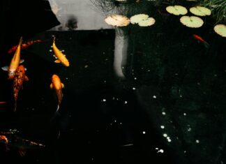 KSI: Life Story, Career Highlights, and Full Biography KSI: Life Story, Career Highlights, and Full Biography