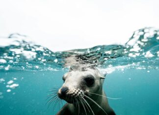 La Paz Mexico Travel Guide: What To See, Eat, And Experience La Paz Mexico Travel Guide: What To See, Eat, And Experience