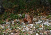 Lamine Yamal Cleats: What Boots The Prodigy Is Wearing On The Field Lamine Yamal Cleats: What Boots The Prodigy Is Wearing On The Field