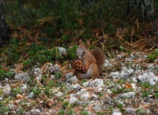 Lamine Yamal Cleats: What Boots The Prodigy Is Wearing On The Field Lamine Yamal Cleats: What Boots The Prodigy Is Wearing On The Field