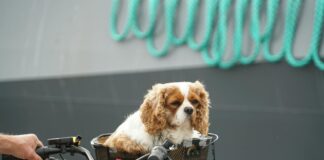 Lilith Cavaliere OnlyFans Leaks: What We Know and What’s Going Viral