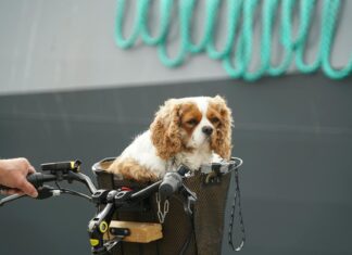 Lilith Cavaliere OnlyFans Leaks: What We Know and What’s Going Viral Lilith Cavaliere OnlyFans Leaks: What We Know and What’s Going Viral