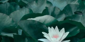 Lily James: Life Story, Career Highlights, and Full Biography