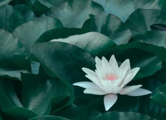 Lily James: Life Story, Career Highlights, and Full Biography Lily James: Life Story, Career Highlights, and Full Biography