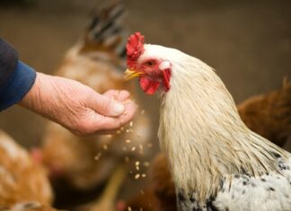 Lindsey Pelas OnlyFans Leaks: What We Know and What’s Going Viral Lindsey Pelas OnlyFans Leaks: What We Know and What’s Going Viral