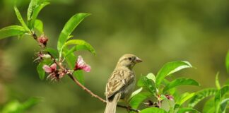 Little Simz: Life Story, Career Highlights, and Full Biography