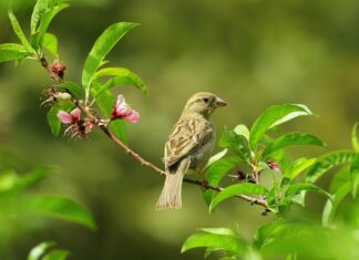 Little Simz: Life Story, Career Highlights, and Full Biography Little Simz: Life Story, Career Highlights, and Full Biography
