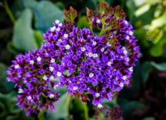 Lyna Perez OnlyFans Leaks: What We Know and What’s Going Viral Lyna Perez OnlyFans Leaks: What We Know and What’s Going Viral