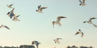 Marty Whelan: Life Story, Career Highlights, and Full Biography