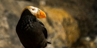 Matty Healy: Life Story, Career Highlights, and Full Biography