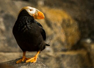 Matty Healy: Life Story, Career Highlights, and Full Biography Matty Healy: Life Story, Career Highlights, and Full Biography