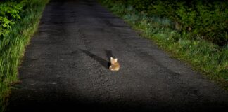 Megan Fox: Life Story, Career Highlights, and Full Biography Megan Fox: Life Story, Career Highlights, and Full Biography