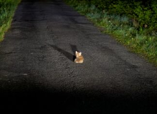 Megan Fox: Life Story, Career Highlights, and Full Biography Megan Fox: Life Story, Career Highlights, and Full Biography