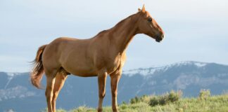 Megan Thee Stallion: Life Story, Career Highlights, and Full Biography Megan Thee Stallion: Life Story, Career Highlights, and Full Biography