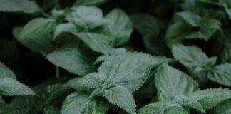 Melissa Villaseñor: Life Story, Career Highlights, and Full Biography Melissa Villaseñor: Life Story, Career Highlights, and Full Biography