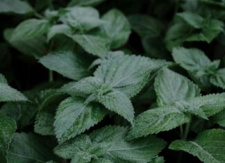 Melissa Villaseñor: Life Story, Career Highlights, and Full Biography Melissa Villaseñor: Life Story, Career Highlights, and Full Biography