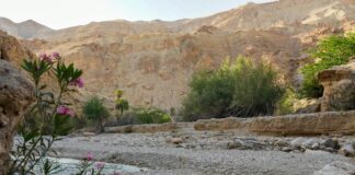 Michael Jordan: Life Story, Career Highlights, and Full Biography