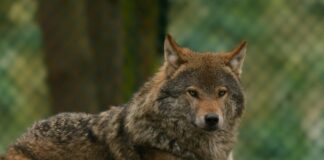 Michelle Wolf: Life Story, Career Highlights, and Full Biography Michelle Wolf: Life Story, Career Highlights, and Full Biography