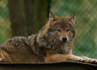 Michelle Wolf: Life Story, Career Highlights, and Full Biography Michelle Wolf: Life Story, Career Highlights, and Full Biography